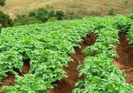 A Fazenda Bela Vista Orgânico agora faz parte do OrganicsNet