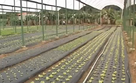 Sítio do Moinho apresenta música clássica aos orgânicos