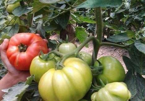 Safra de tomates orgânicos dos agricultores da Agreco