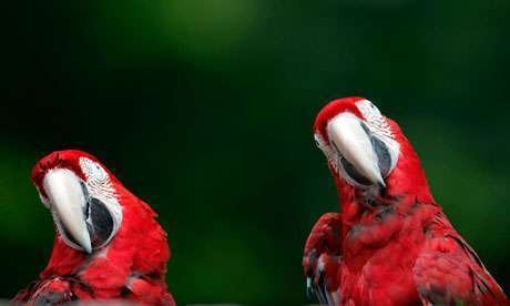 Preserva Mundi é destaque no jornal britânico The Guardian