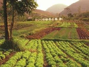 O exotismo das frutas da Mata Atlântica