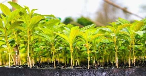 Áreas degradadas, estudos de caso.