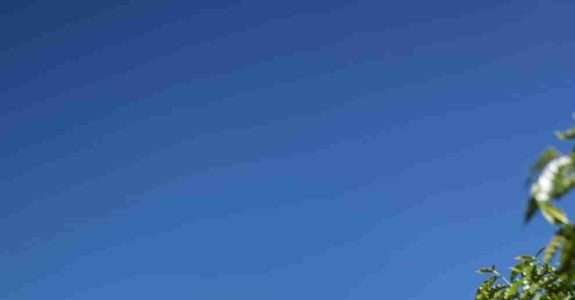 CI Orgânicos realizou Webinar com maior hub de inteligência agroflorestal do mundo