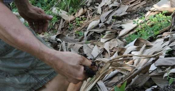 Entenda a relação entre a qualidade da água e a agricultura