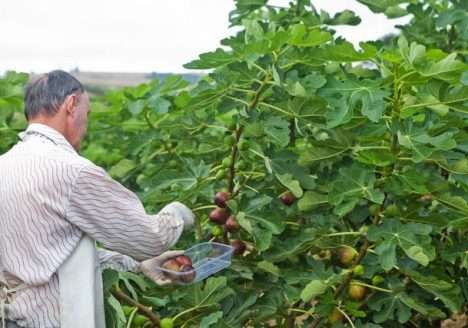 Mercado de orgânicos cresce até 40% ao ano