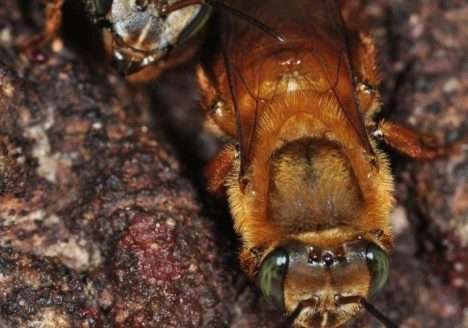 Sem abelhas, sem alimento