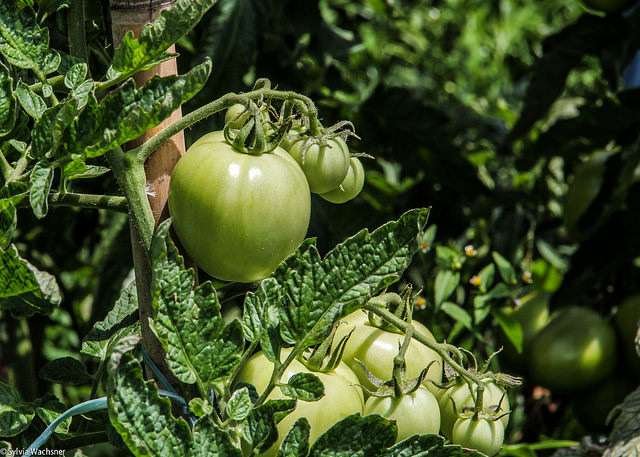 Foto: Sylvia Wachsner