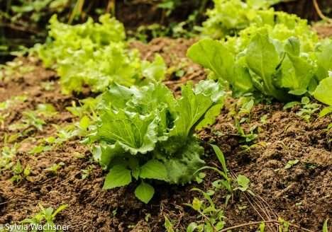 Brasil terá programa nacional para produção de alimentos saudáveis