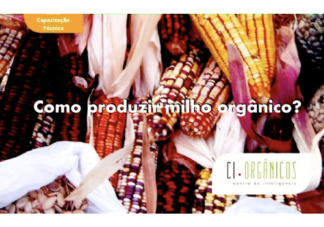 Mais da metade dos produtores de milho orgânico localizam-se no sul do Brasil
