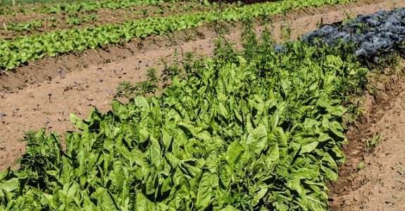 Cuba tem a capacidade de cultivar produtos orgânicos que estão em alta demanda nos EUA