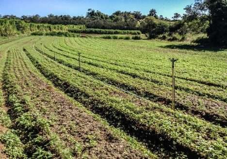 Produção orgânica mais que dobra em três anos no Brasil