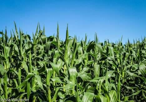 A agricultura orgânica ameaçada pela indústria do “orgânico”