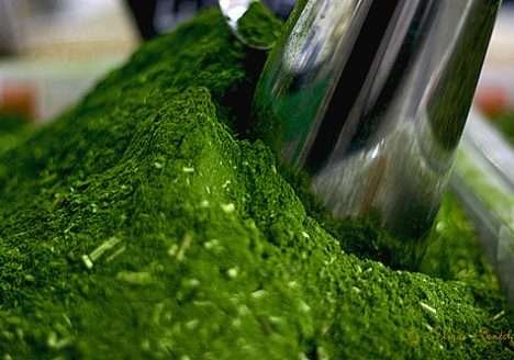 Cooperativa paranaense exporta chá-mate orgânico