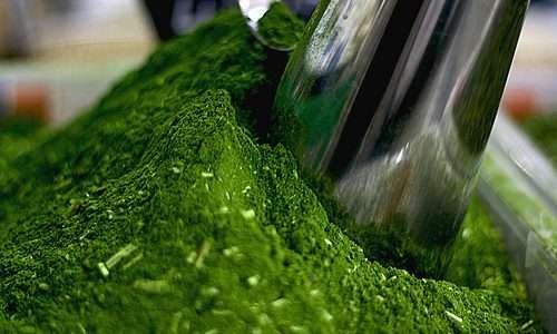 Cooperativa paranaense exporta chá-mate orgânico