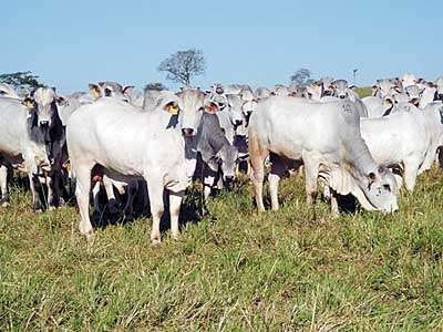 Evento discute a produção de carne orgânica no Pantanal