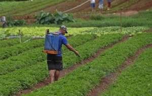fonte: Agrolink