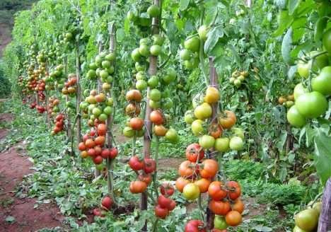 Pesquisa revela diferenças entre culturas orgânicas e convencionais