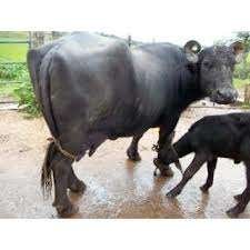 Bufala leite orgânico