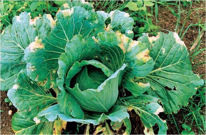 Figura 3. Podridão negra doença das brássicas causada por bactéria