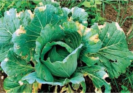 Pragas x Orgânicos: Vencendo a batalha de maneira saudável