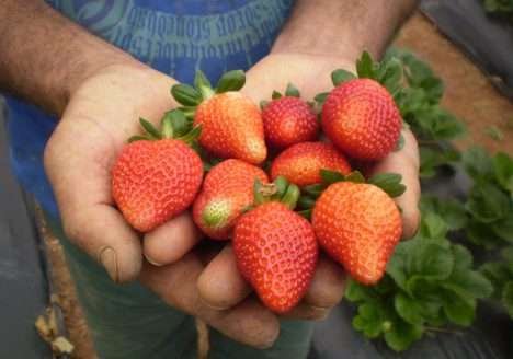 Banco Mundial apoia transição de agricultura convencional para a orgânica no Rio de Janeiro