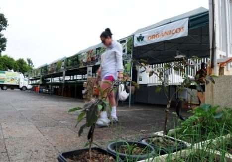 Agricultura familiar é responsável pela maioria dos orgânicos produzida no DF