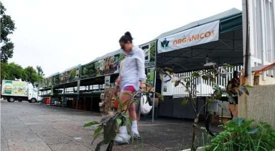 Agricultura familiar é responsável pela maioria dos orgânicos produzida no DF