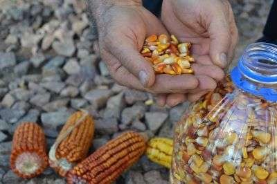 Foto Kethlin Meurer - Folha do Mate