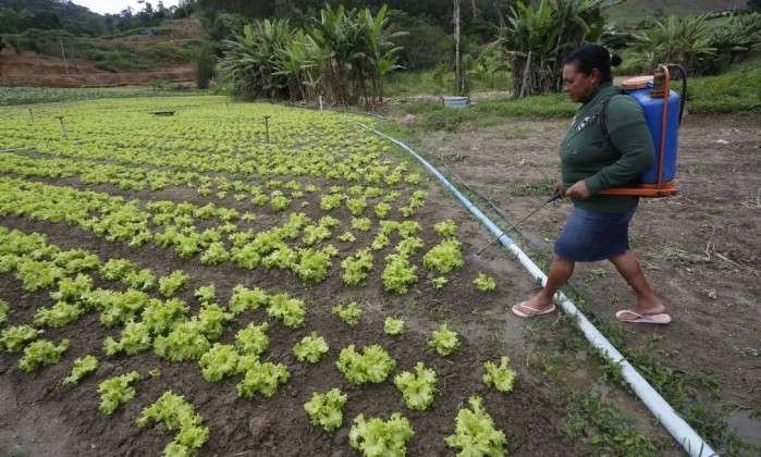 Maria de F&aacute;tima Silva usa agrot&oacute;xicos desde crian&ccedil;a sem prote&ccedil;&atilde;o, e reclama de dores nas costas e no cora&ccedil;&atilde;o - Cust&oacute;dio Coimbra / Ag&ecirc;ncia O Globo