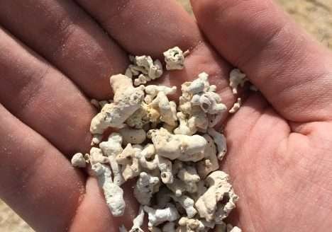 Startup brasileira Oceana Brasil se firma no mercado de extração sustentável da alga Lithothamnium