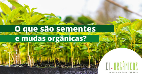 Sementes e mudas, insumos da produção orgânica
