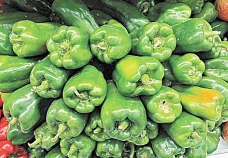 Ceará: Copa Orgânica & Sustentável