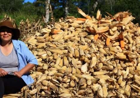 Folio ganha prêmio de 40 mil dólares com sementes “open source”.