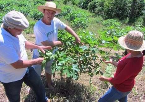 Itu sediará encontro sobre agricultura orgânica