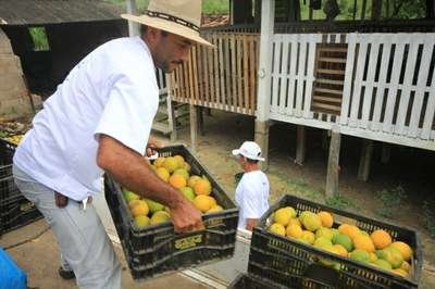 Alagoas amplia a produção de laranja lima orgânica