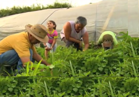 Orgânicos: alternativa rentável de sustento