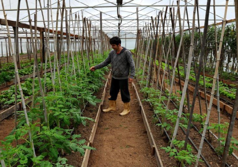 Produzidos sem agrotóxicos, alimentos orgânicos buscam mais espaço na mesa do consumidor