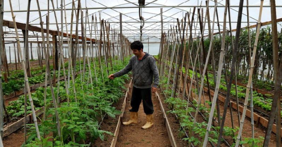 Produzidos sem agrotóxicos, alimentos orgânicos buscam mais espaço na mesa do consumidor