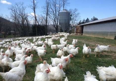 Marca de frangos orgânicos foca nos Millennials