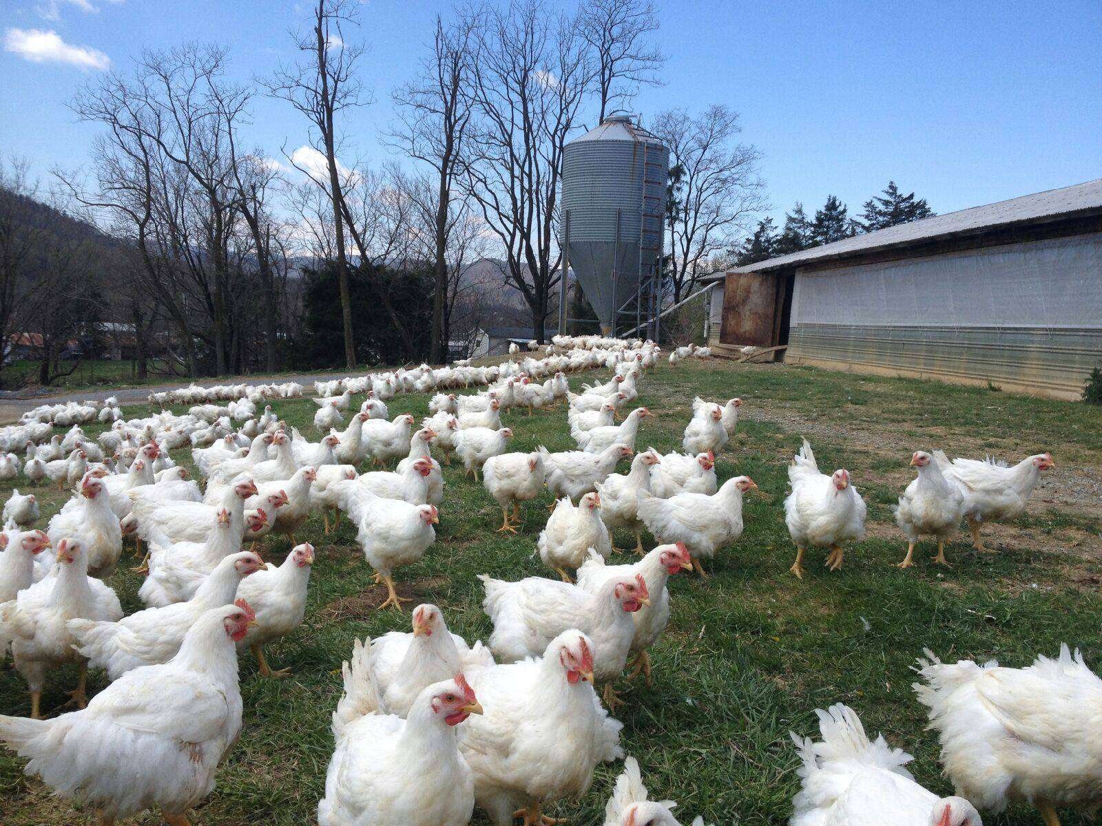 Foto: Reprodução/Facebook SVO