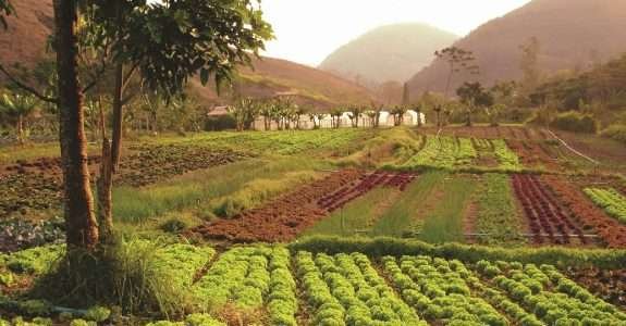 Adubação biológica teve crescimento de 11% na América Latina entre 2014 e 2015