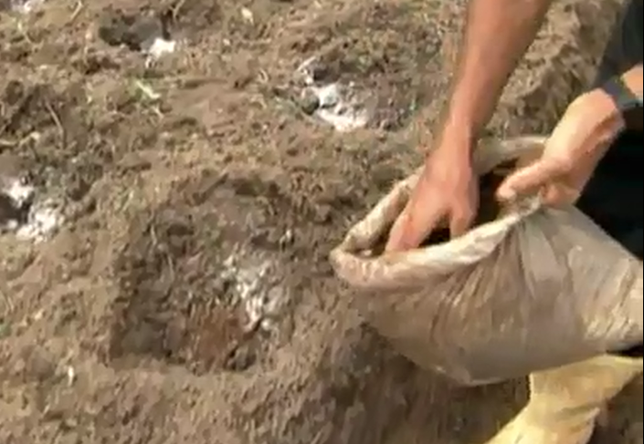 adubo org&acirc;nico