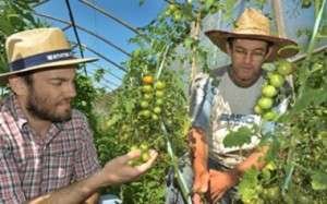 agricultor Ruben Harff
