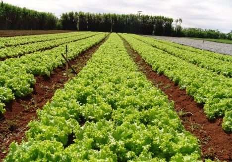 CCJ aprova incentivos à produção orgânica