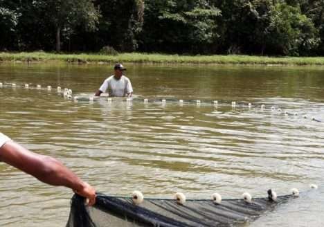 Poderia o conceito “orgânico” acomodar a Aquicultura?