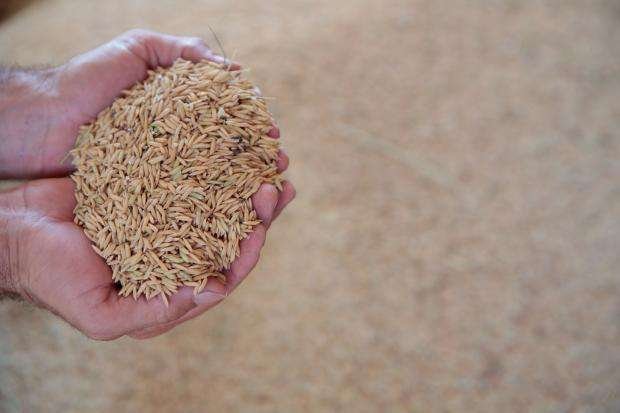 arroz organico Pati - Cootap