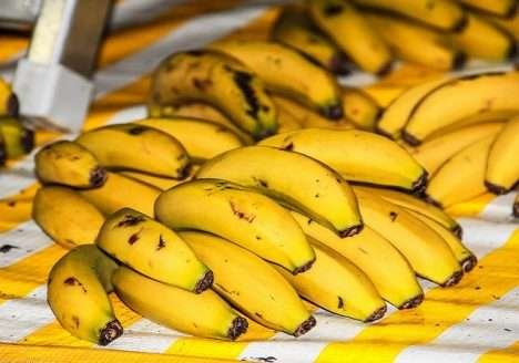 Estudo mapeia obstáculos à bananicultura sustentável no Vale do Ribeira