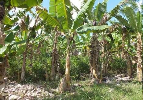 Indústrias de orgânicos esperam aumento na produção de frutas certificadas