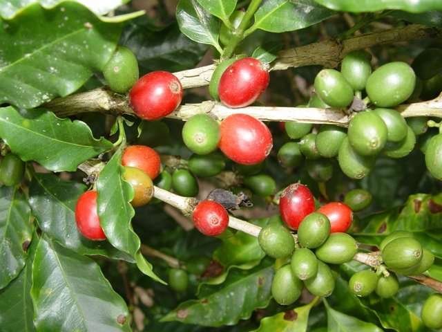 Caf&eacute; org&acirc;nico. Foto: RPP