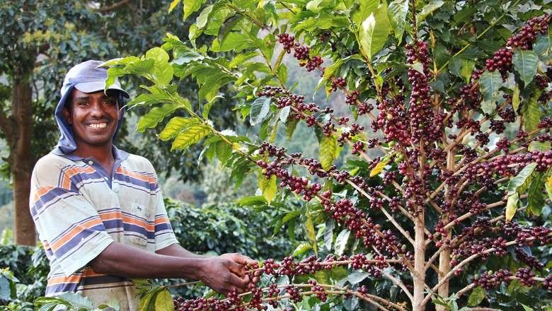 Jonas Lopes, o cafeicultor que agora at&eacute; exporta gr&atilde;os especiais para os Estados Unidos (Foto: Erasmo Reis / Epamig) 